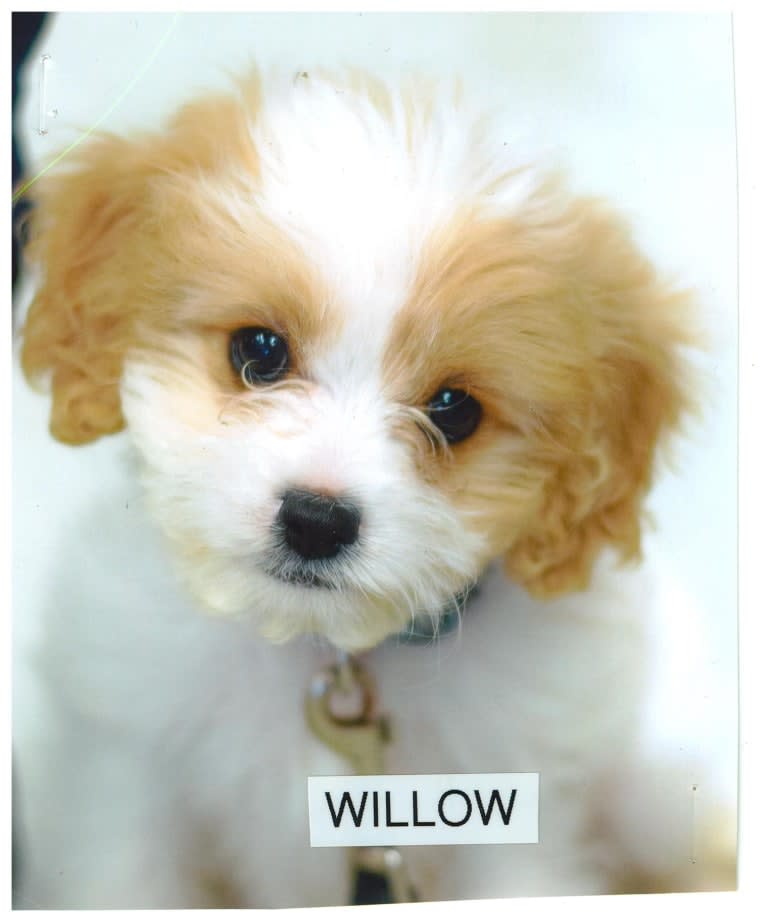 Willow, a Cavalier King Charles Spaniel and Poodle (Small) mix tested with EmbarkVet.com