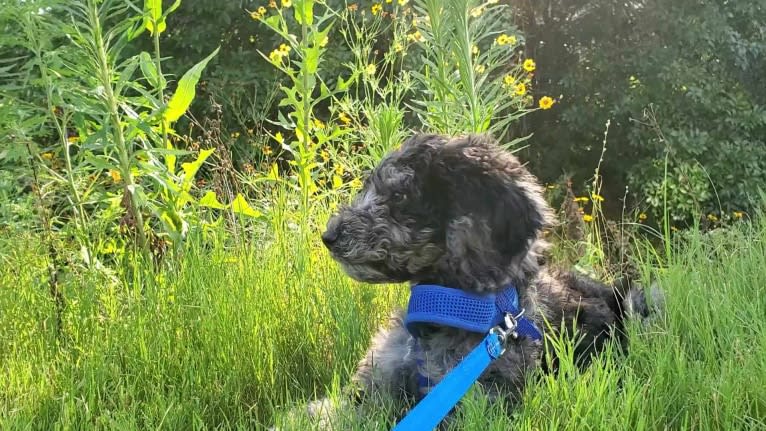 Cooper, a Poodle (Standard) tested with EmbarkVet.com