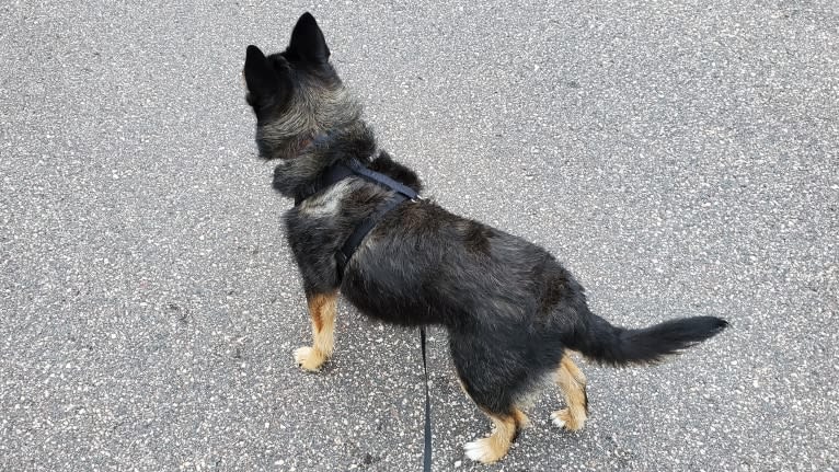 Baylee, a Yorkshire Terrier and German Shepherd Dog mix tested with EmbarkVet.com