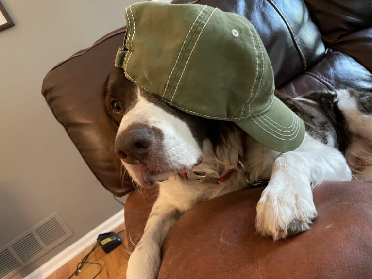 Charlie, a Brittany tested with EmbarkVet.com