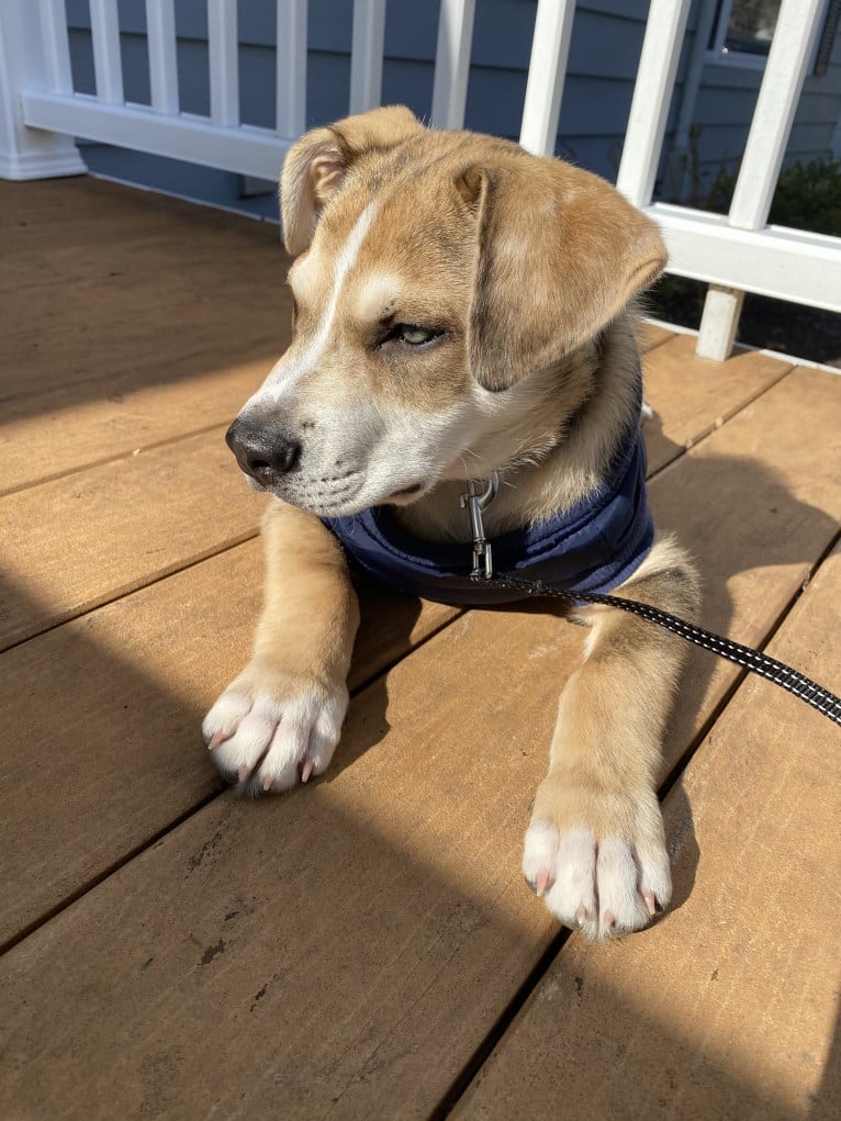 Beau, a Siberian Husky and American Bulldog mix tested with EmbarkVet.com