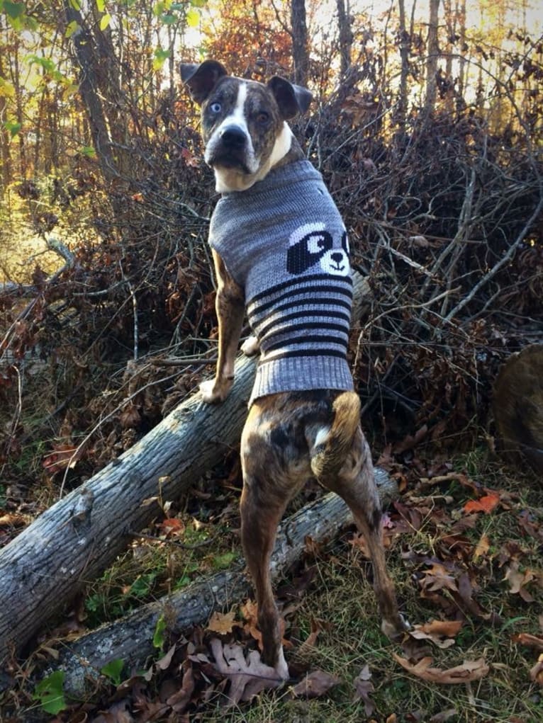 Hammer, a Boston Terrier and Australian Cattle Dog mix tested with EmbarkVet.com