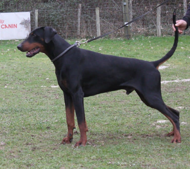 Roreck, a Doberman Pinscher tested with EmbarkVet.com