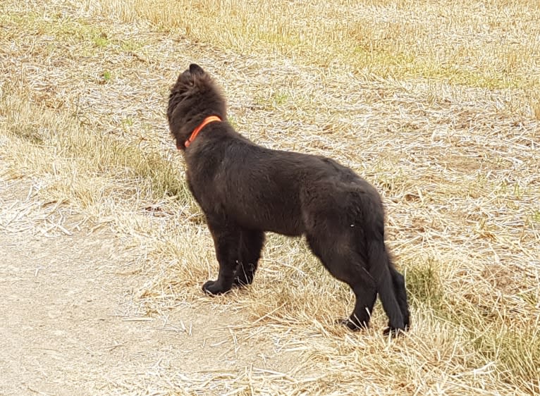 Jaromir, a German Shepherd Dog tested with EmbarkVet.com