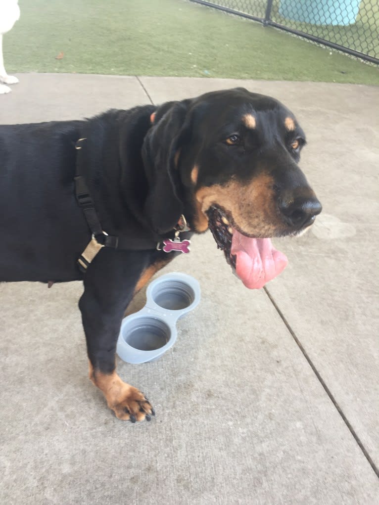 Layla, a Black and Tan Coonhound tested with EmbarkVet.com