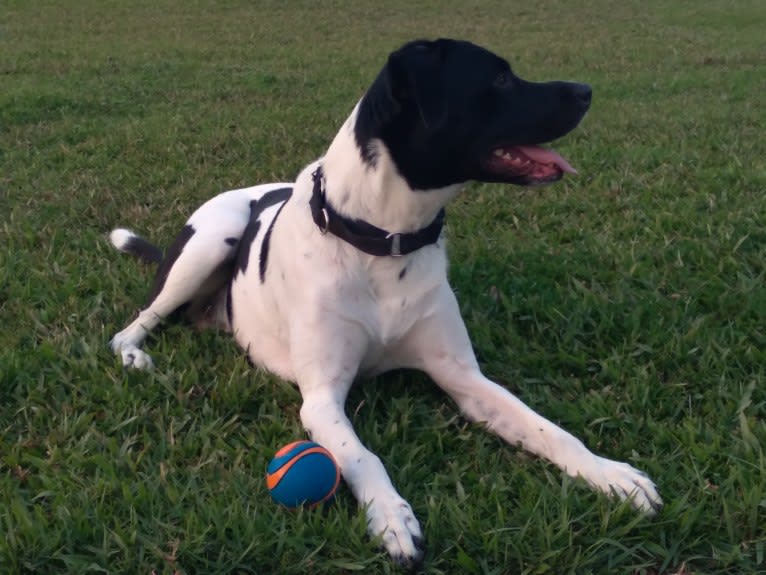 PATIENCE, a Labrador Retriever and American Pit Bull Terrier mix tested with EmbarkVet.com