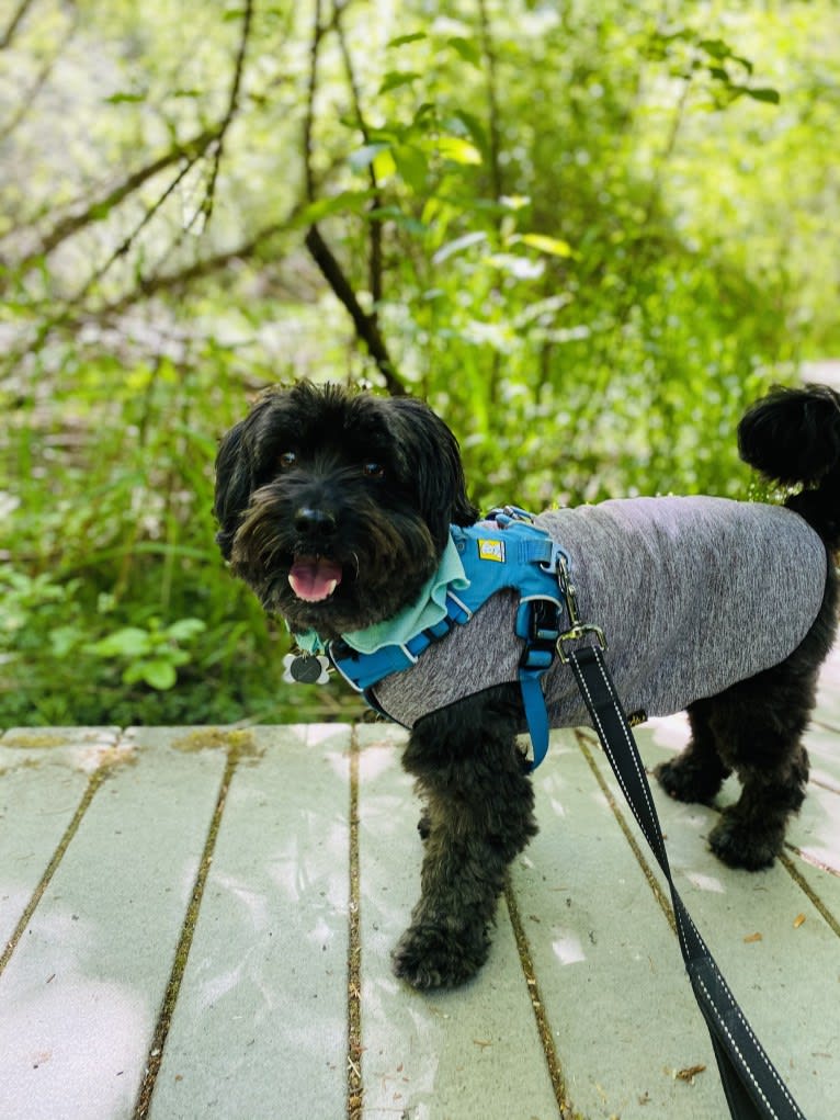 Moe, a Poodle (Small) and Bichon Frise mix tested with EmbarkVet.com