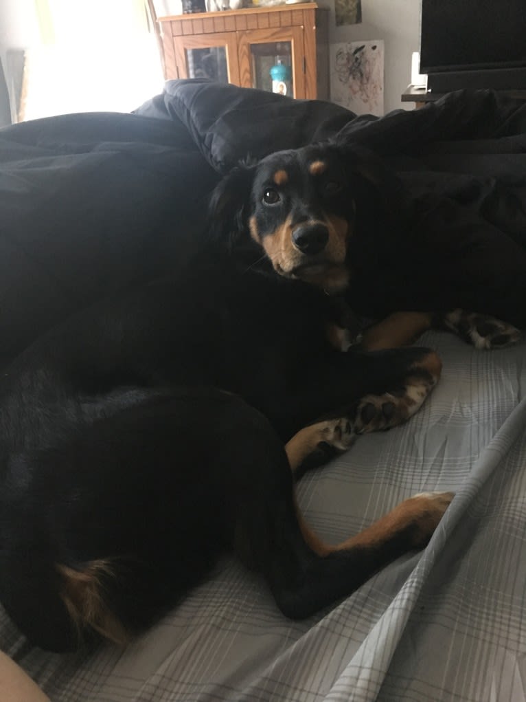 Colt, a Rat Terrier and Bluetick Coonhound mix tested with EmbarkVet.com