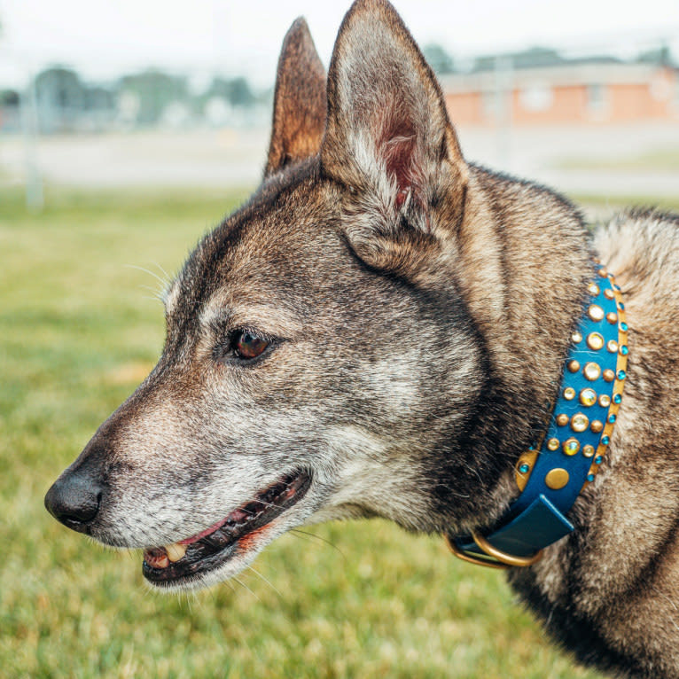 Gus, a Norwegian Elkhound and German Shepherd Dog mix tested with EmbarkVet.com