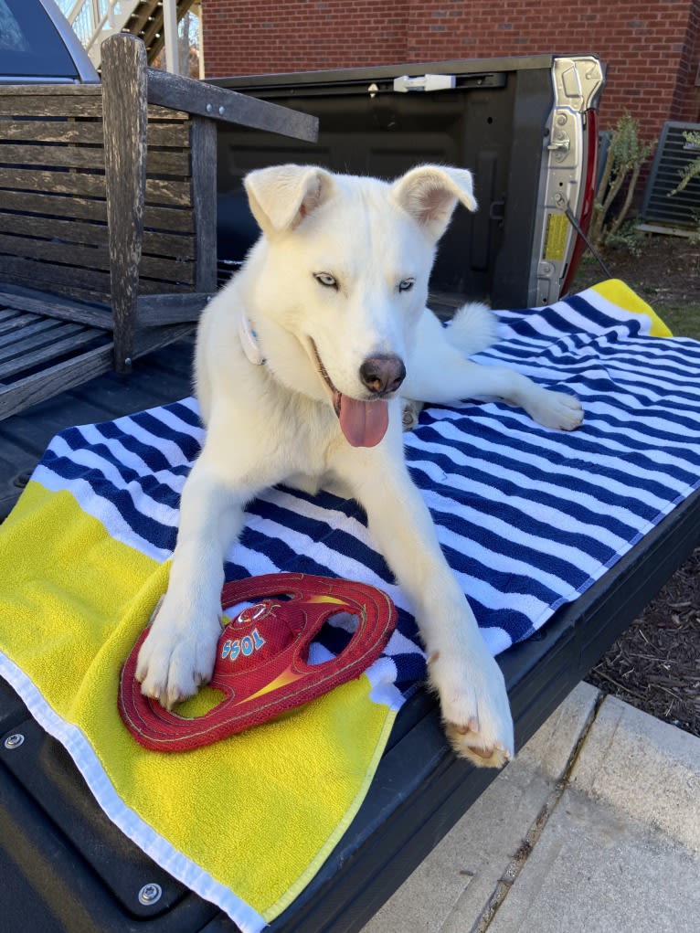 Dash, a Gerberian Shepsky (12.7% unresolved) tested with EmbarkVet.com