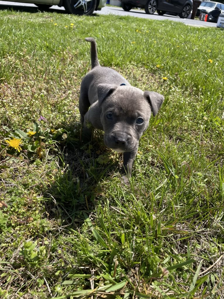 Oliver, an American Pit Bull Terrier tested with EmbarkVet.com