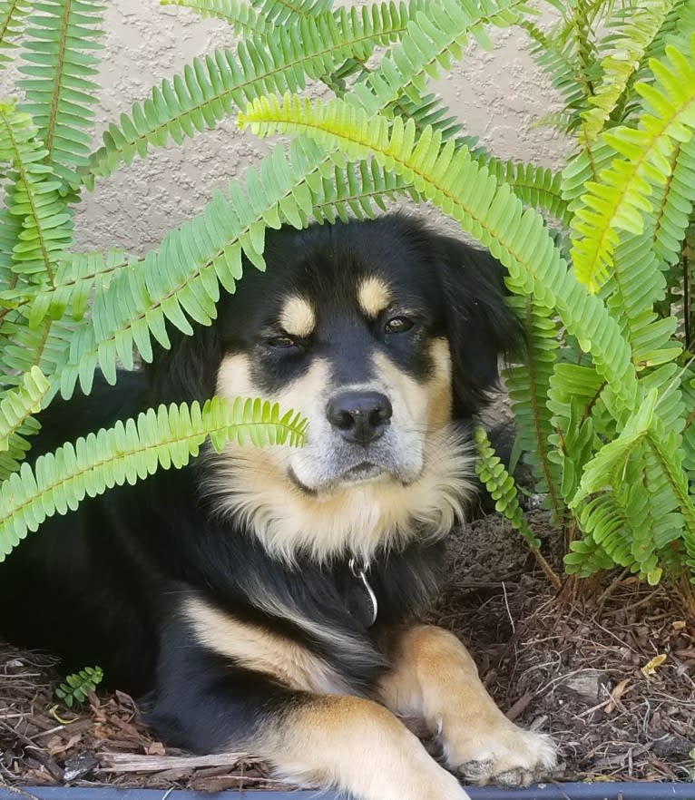 Sammy, a Chow Chow and Cocker Spaniel mix tested with EmbarkVet.com