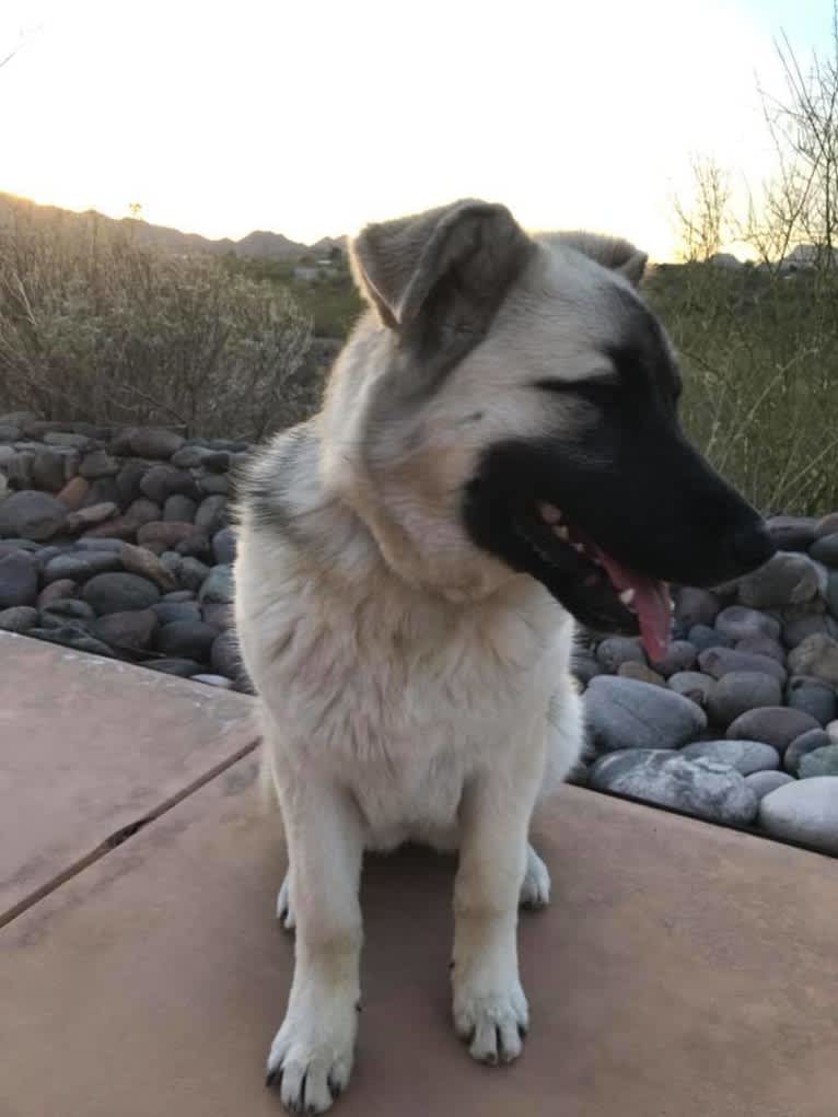 Vallecito's Ginger, a German Shepherd Dog and Alaskan Malamute mix tested with EmbarkVet.com