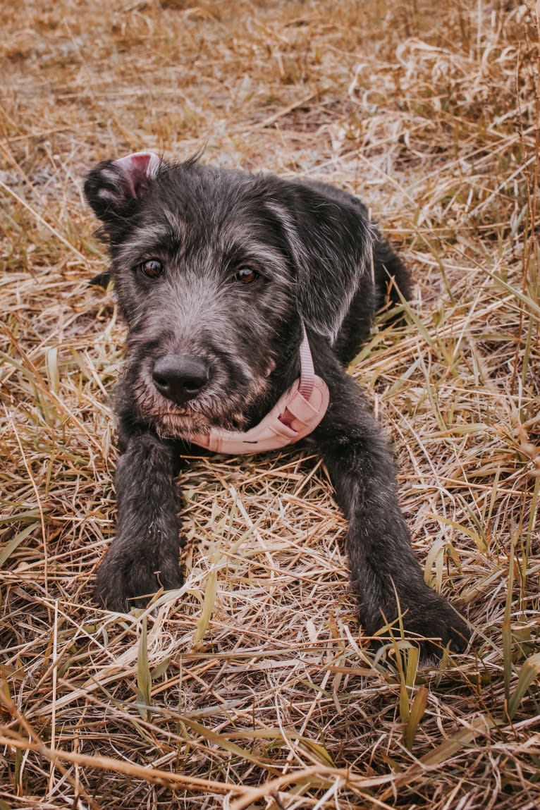 Leia, a Poodle (Standard) and German Shepherd Dog mix tested with EmbarkVet.com