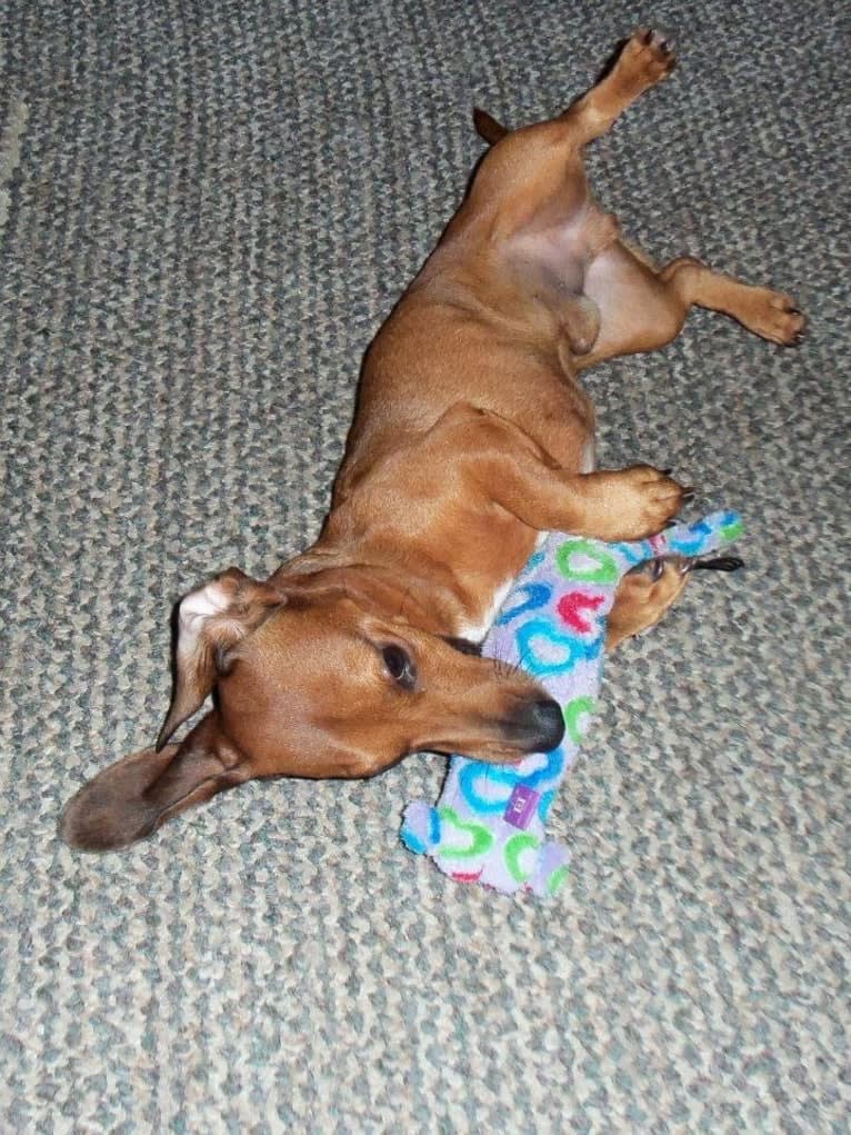 URO3 NI NE Jacob Levi RI SWA SHDNE CGCA TKP RATN RL1X RL2 RLV2X CW-ARA CW-DDA CW-Ob2A, a Dachshund tested with EmbarkVet.com