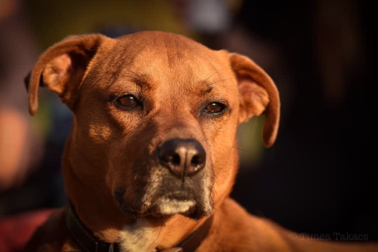 Xavi (Chavi), a Boxer and Siberian Husky mix tested with EmbarkVet.com