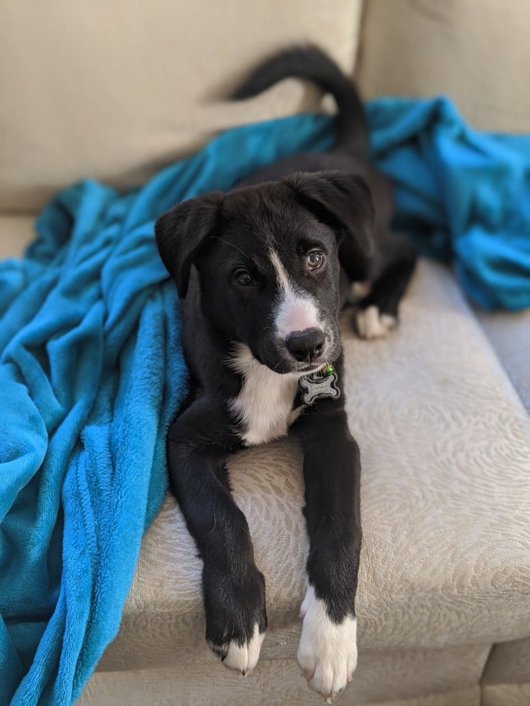 Teddy, a Siberian Husky and American Pit Bull Terrier mix tested with EmbarkVet.com