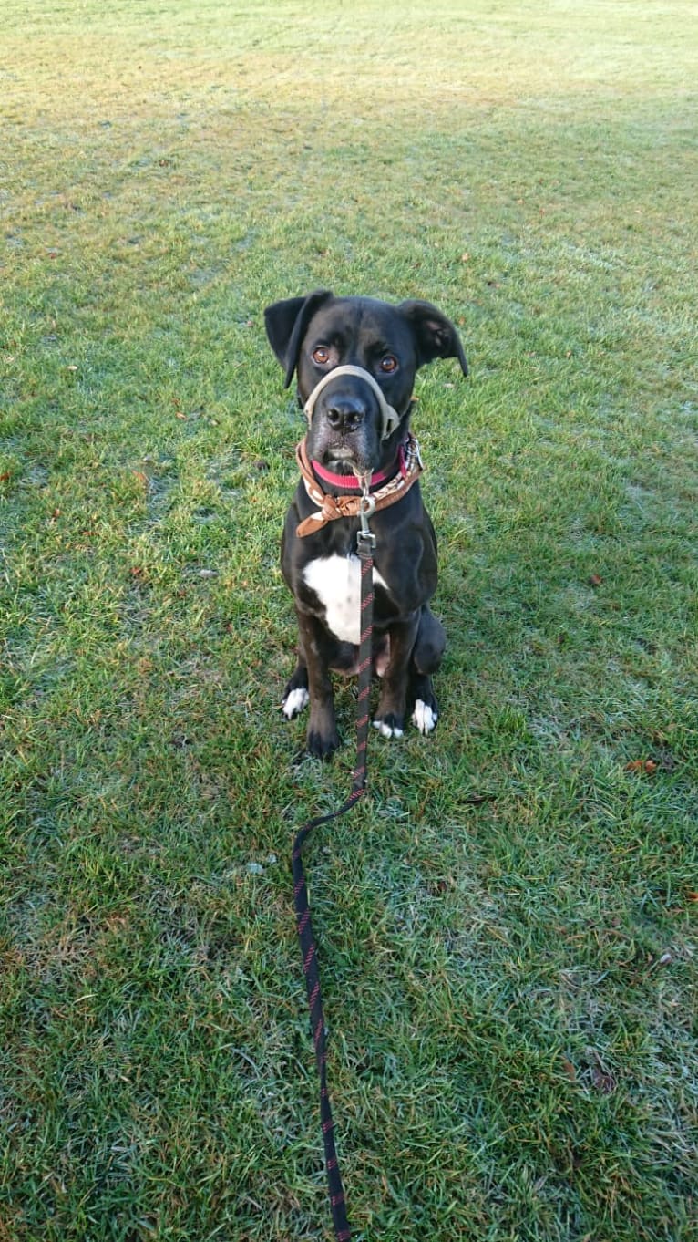 Raphael, a Boxer and Labrador Retriever mix tested with EmbarkVet.com