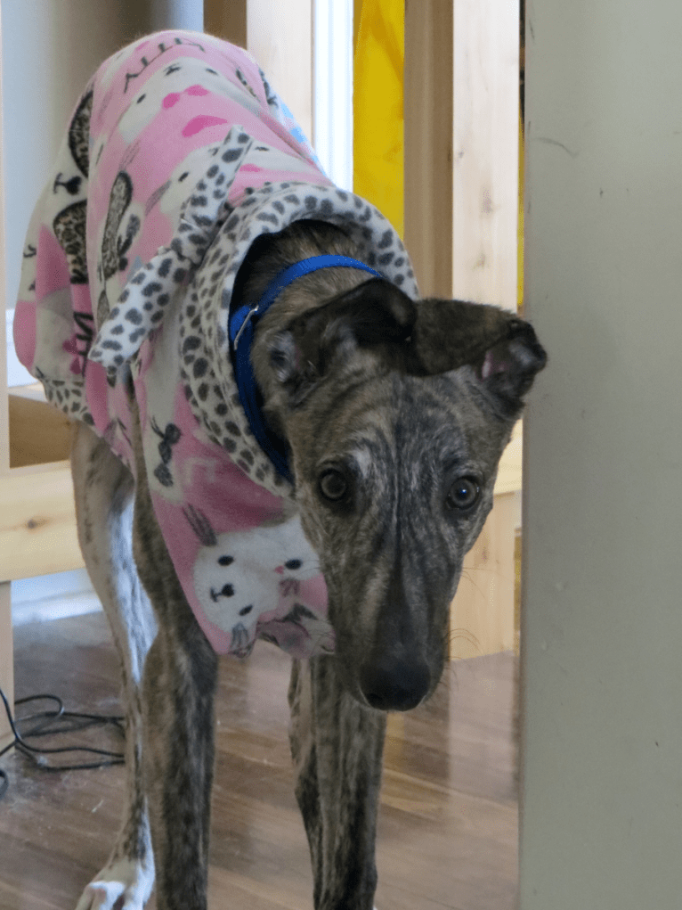 Gina, a Greyhound tested with EmbarkVet.com