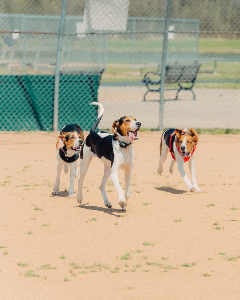 Carl, a Treeing Walker Coonhound tested with EmbarkVet.com