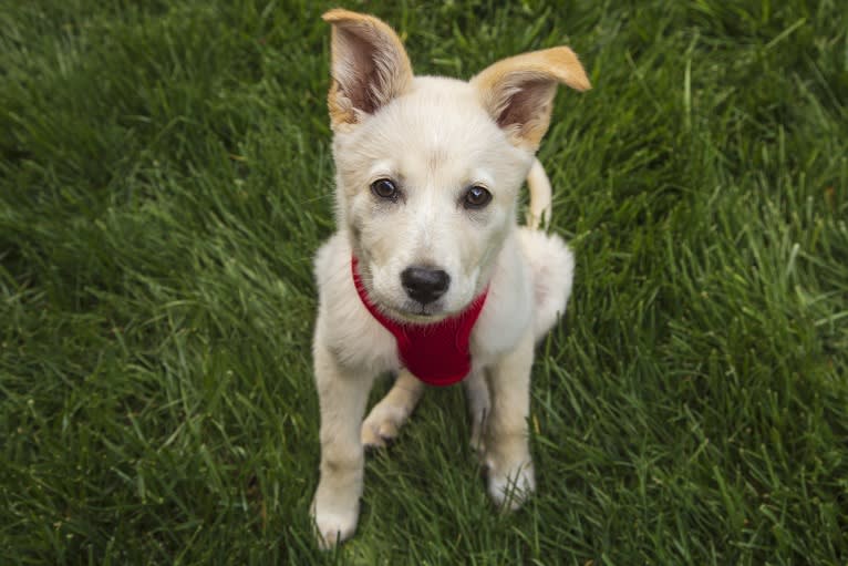 Skye, a Great Pyrenees and Australian Shepherd mix tested with EmbarkVet.com