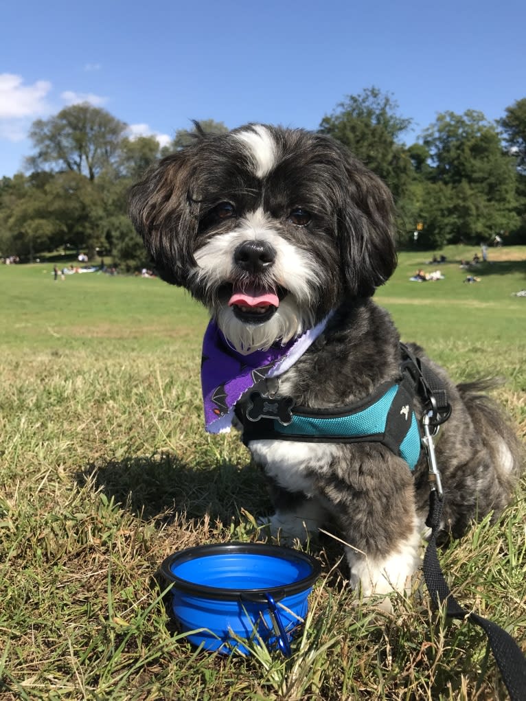 Winston, a Shih Tzu and Miniature Schnauzer mix tested with EmbarkVet.com