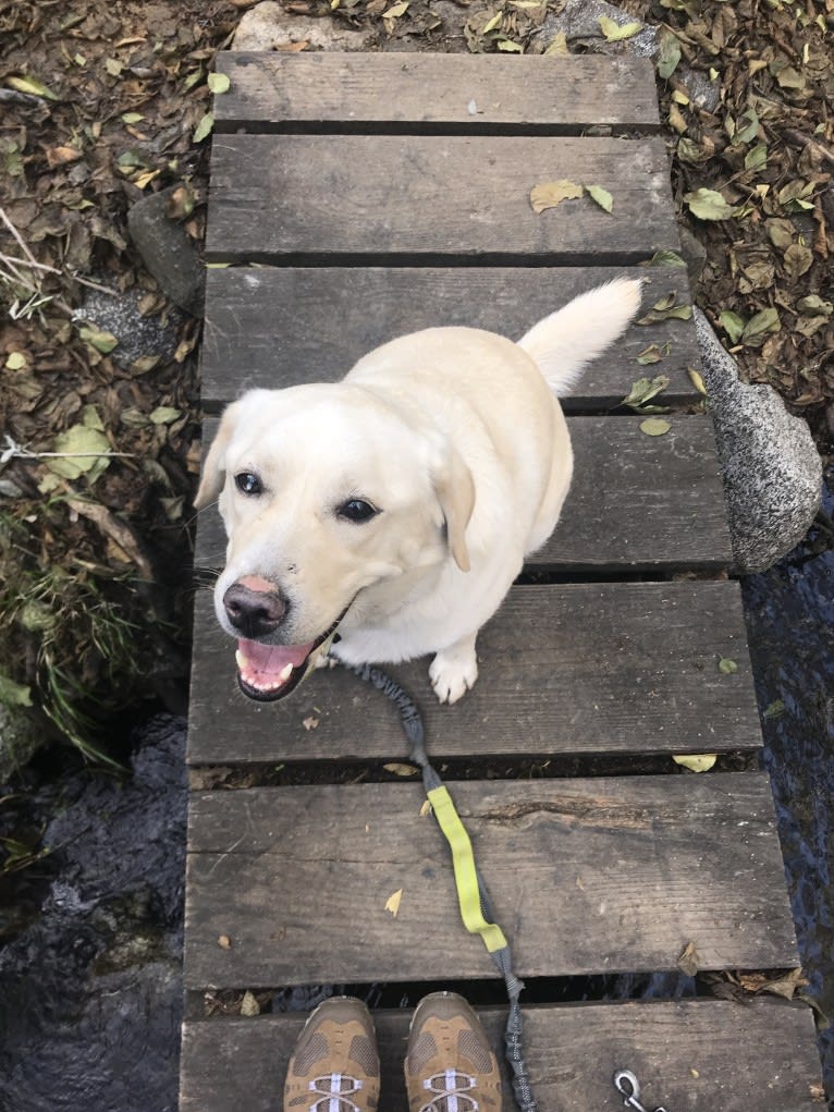 Barley, a Siberian Husky and Labrador Retriever mix tested with EmbarkVet.com