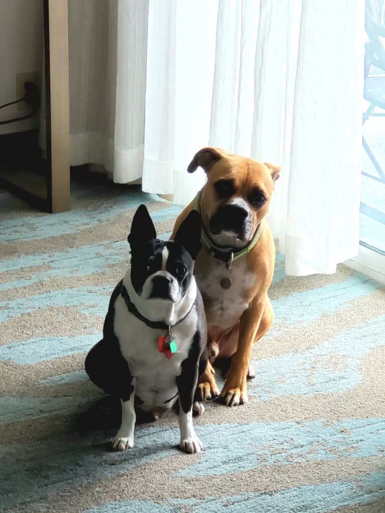 Henry, an American Bully and Bulldog mix tested with EmbarkVet.com