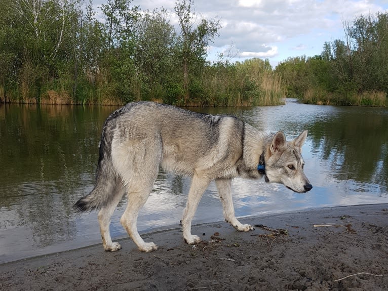 Ishtar (Estrella v.d. Scheldeschorre), a Saarloos Wolfdog tested with EmbarkVet.com