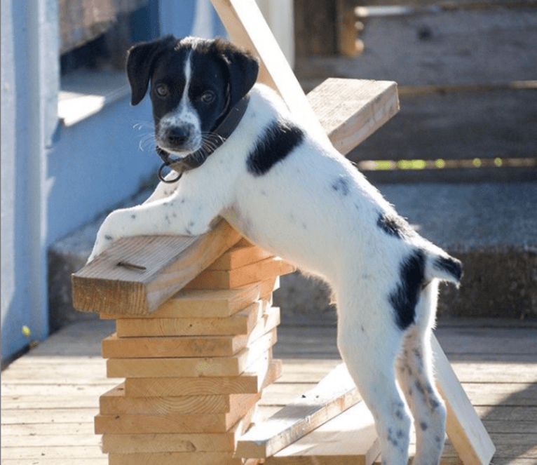 Riley, a German Shorthaired Pointer and Australian Cattle Dog mix tested with EmbarkVet.com