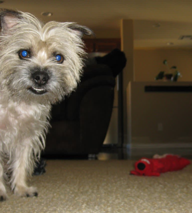 Jack Heisenberg, a Maltese and Chihuahua mix tested with EmbarkVet.com