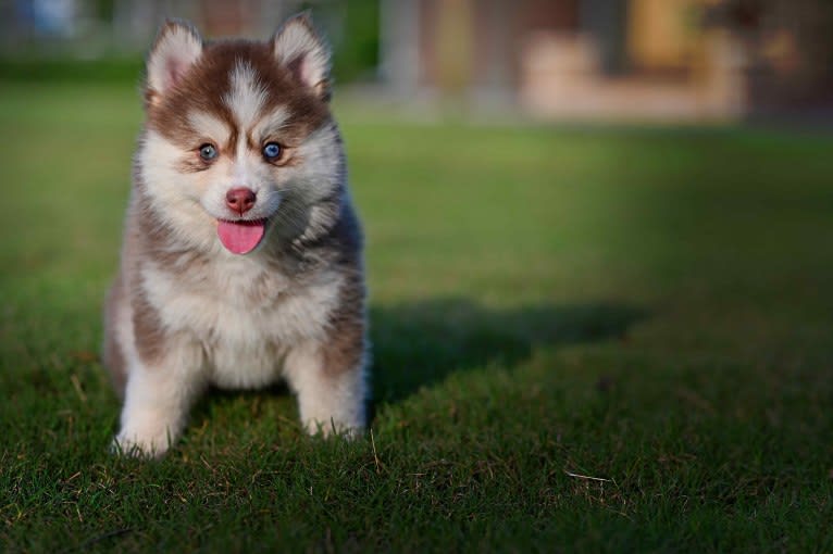 AQUILA, a Pomsky tested with EmbarkVet.com