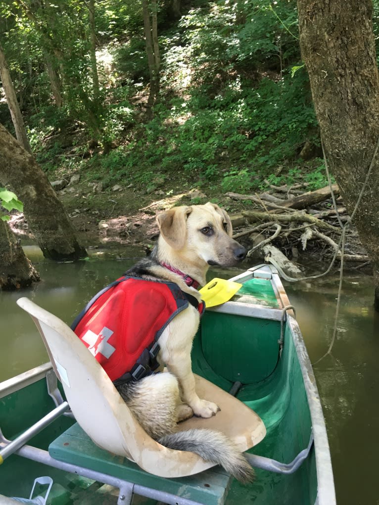 Fig, a Siberian Husky and Beagle mix tested with EmbarkVet.com