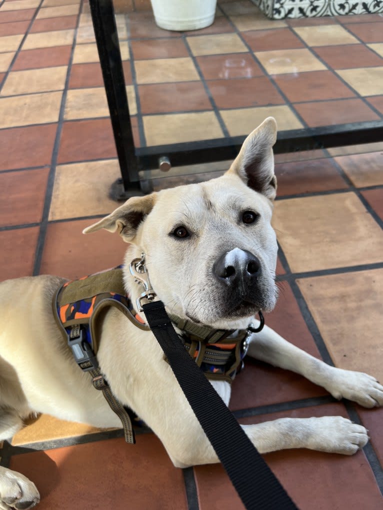 Photo of Duke, an American Bully, Siberian Husky, American Pit Bull Terrier, German Shepherd Dog, and Alaskan Malamute mix in Pomona, California, USA