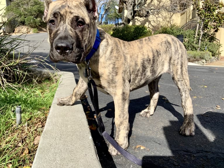 Koa, a Perro de Presa Canario tested with EmbarkVet.com