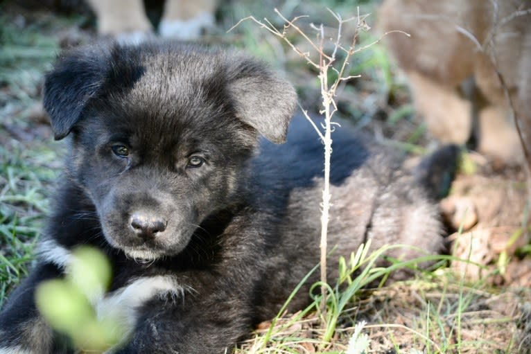 Meriwether, a German Shepherd Dog and Alaskan Malamute mix tested with EmbarkVet.com