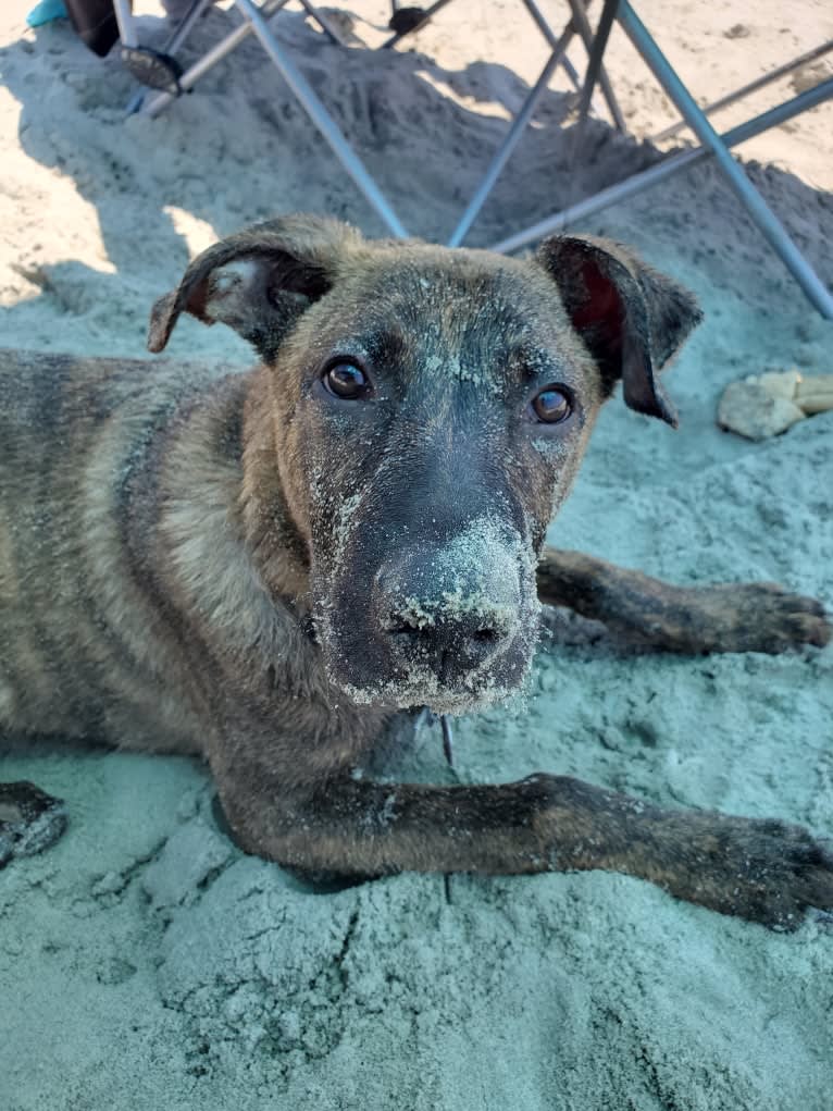 YOGI, a German Shepherd Dog and American Pit Bull Terrier mix tested with EmbarkVet.com