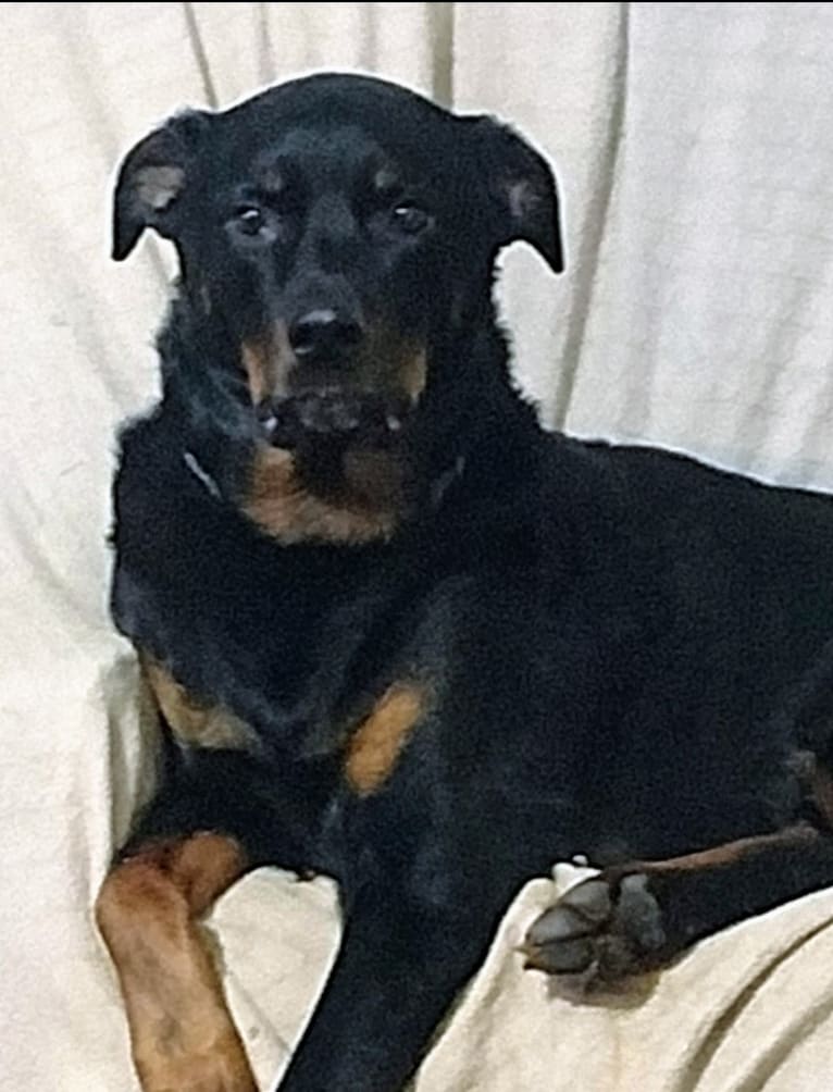 Zeuse, a Rottweiler tested with EmbarkVet.com