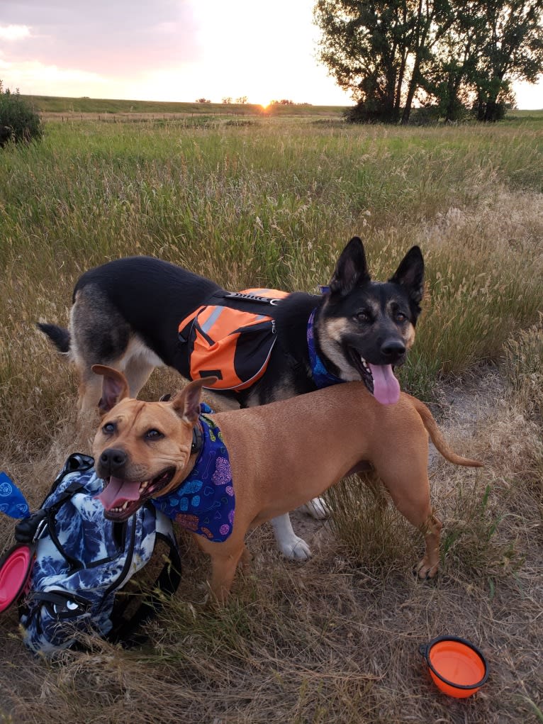 Percy, a German Shepherd Dog and Siberian Husky mix tested with EmbarkVet.com