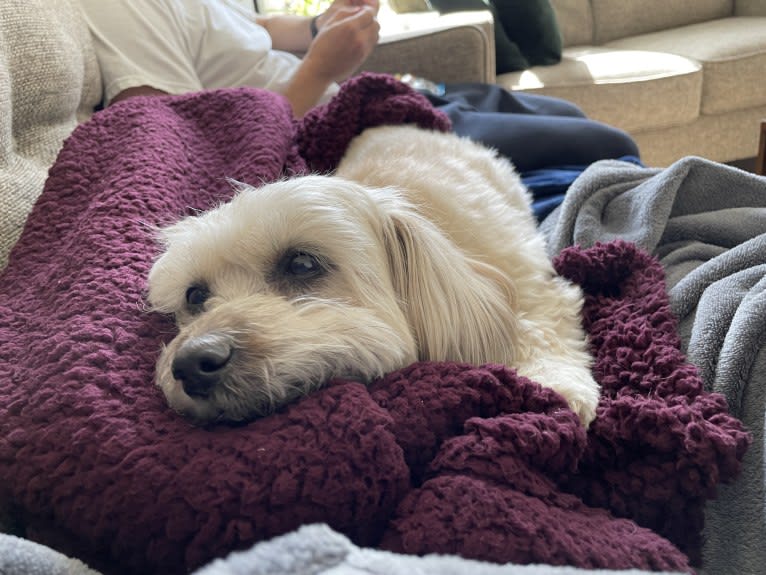 Bella, a Shih Tzu and Poodle (Small) mix tested with EmbarkVet.com