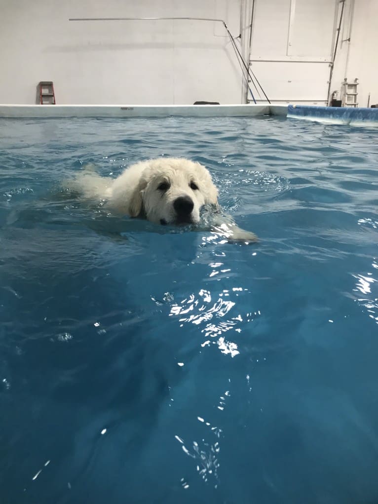 “Loaner” Szumeria’s Mine Till Monday, a Kuvasz tested with EmbarkVet.com