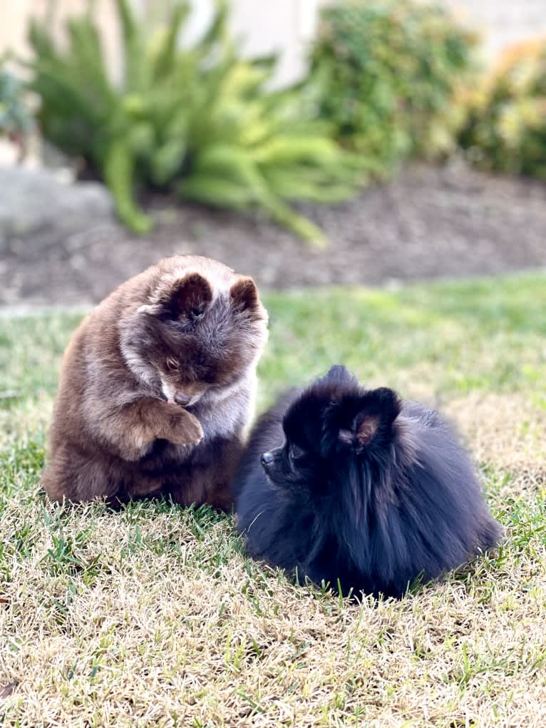 Egypt, a Pomeranian tested with EmbarkVet.com