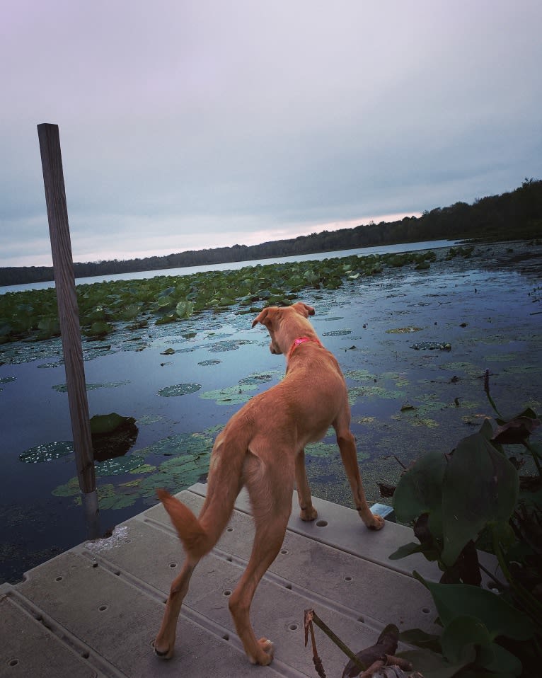 Monkey, an Arabian Village Dog tested with EmbarkVet.com