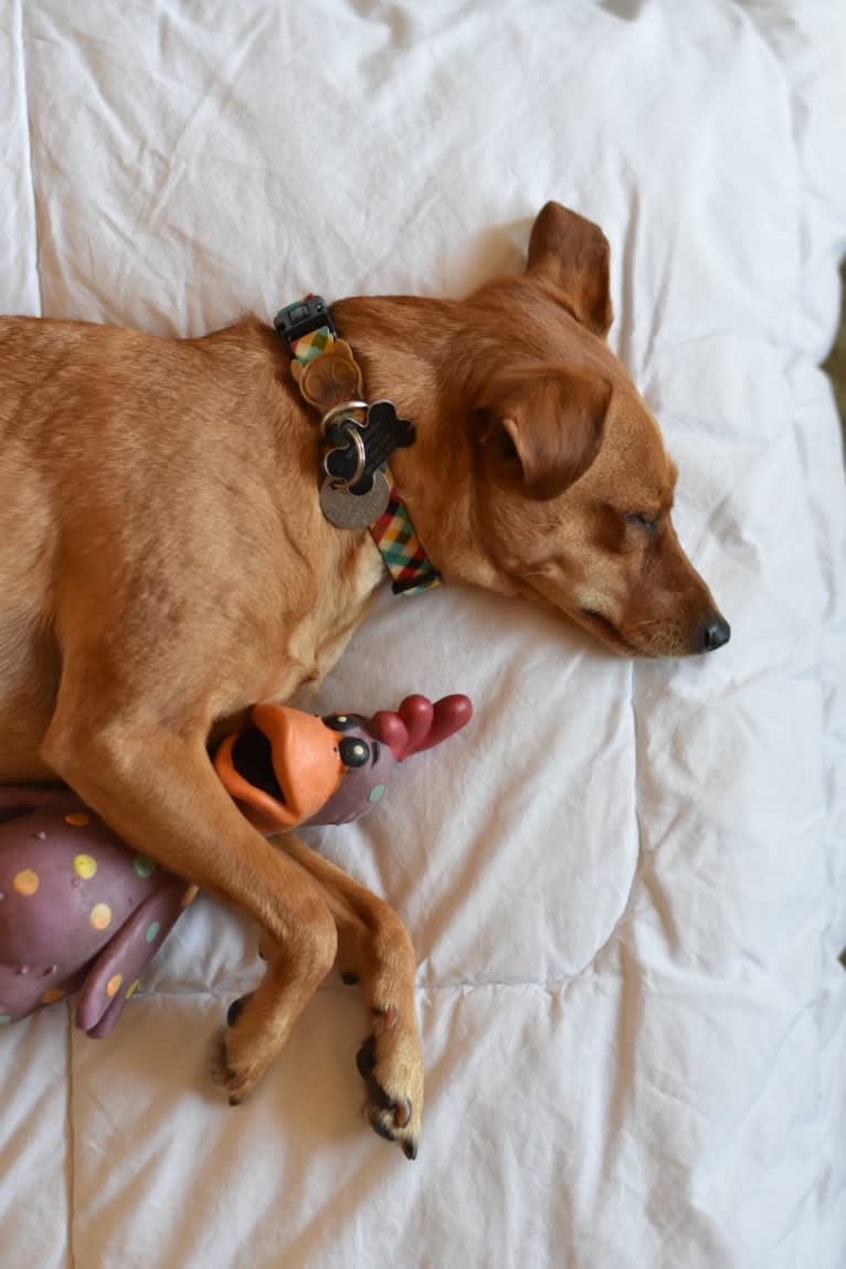 Jack, a Miniature Pinscher and Poodle (Small) mix tested with EmbarkVet.com