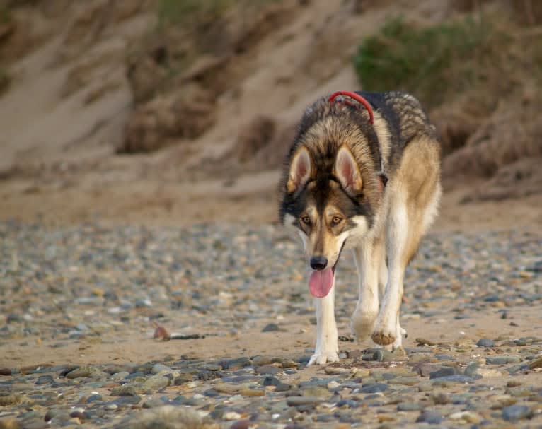 Kalen, a German Shepherd Dog and Siberian Husky mix tested with EmbarkVet.com