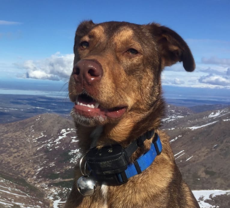 Brady, a Labrador Retriever and Alaskan-type Husky mix tested with EmbarkVet.com