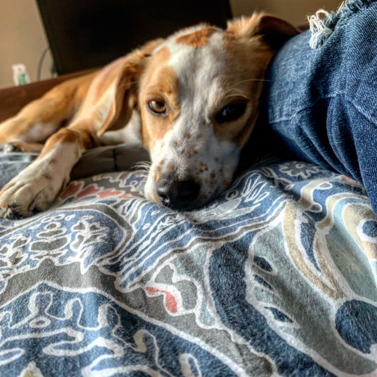 Langston Hughes, a Beagle and Australian Shepherd mix tested with EmbarkVet.com