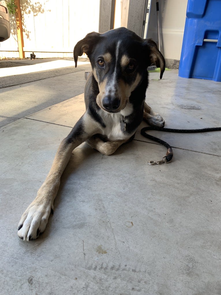 Coava, a German Shorthaired Pointer and Siberian Husky mix tested with EmbarkVet.com