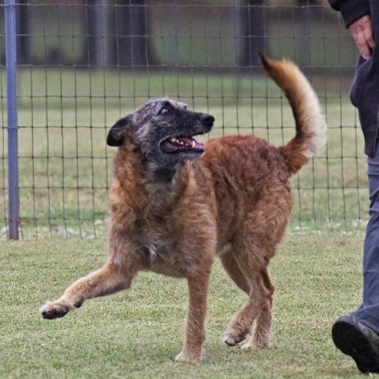 Trooper, a Belgian Shepherd tested with EmbarkVet.com