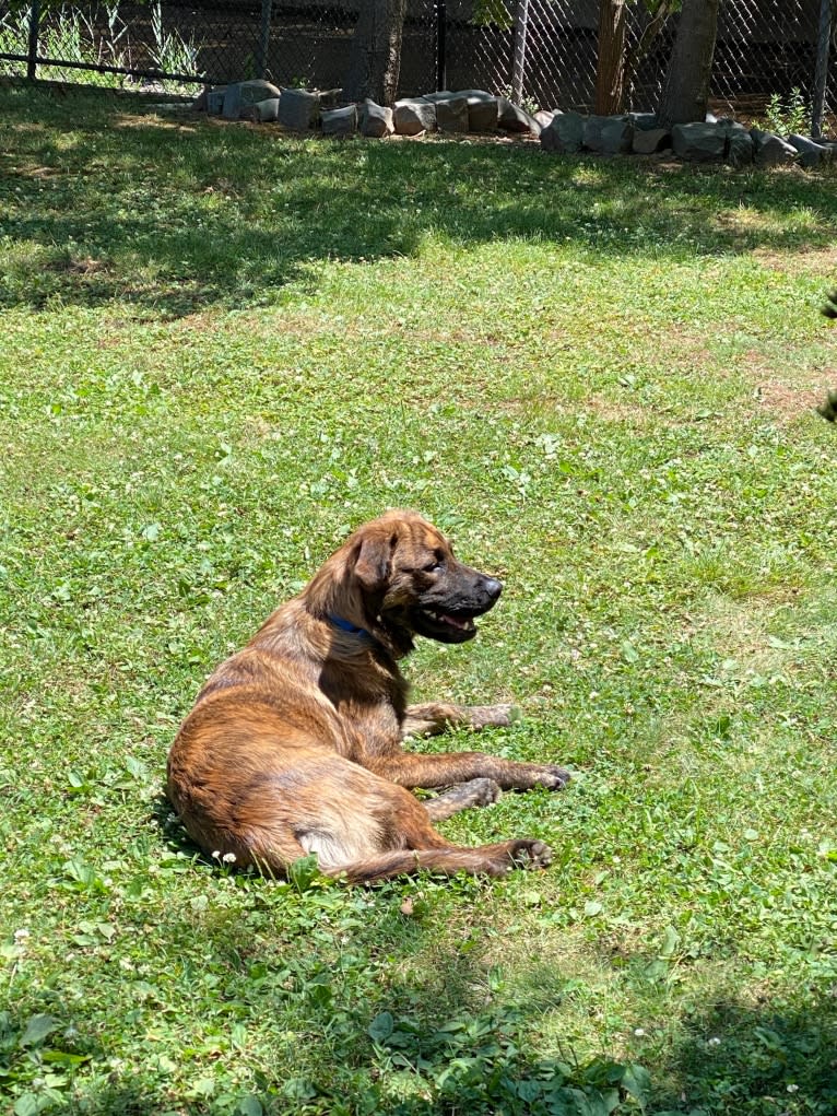 Rufus, an American Pit Bull Terrier and Rottweiler mix tested with EmbarkVet.com